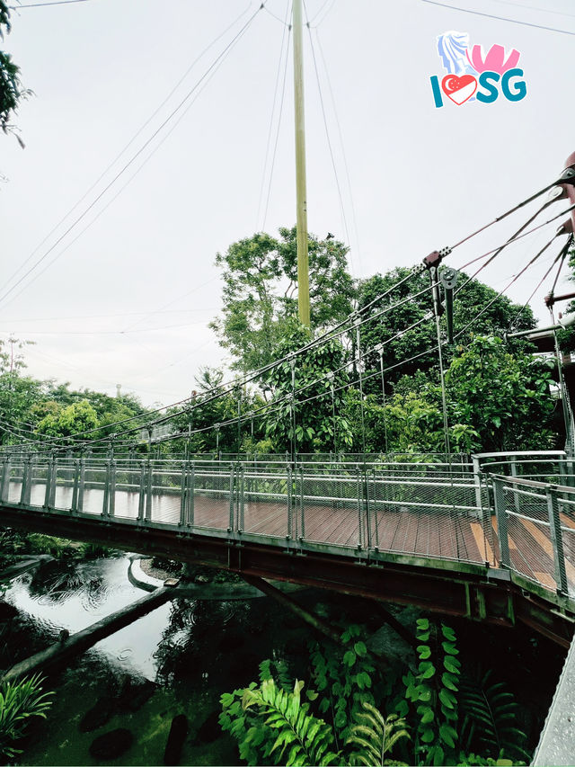 🇸🇬 Forest Suspension Bridge Bird Paradise