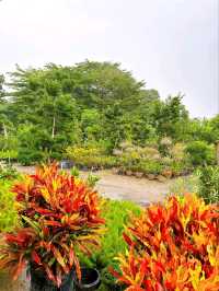 A Day at AGRO Nursery, Adda Heights