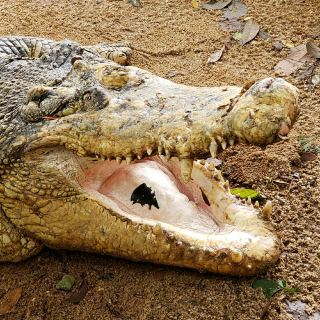 Being a part of this monster crocodile Adventure
