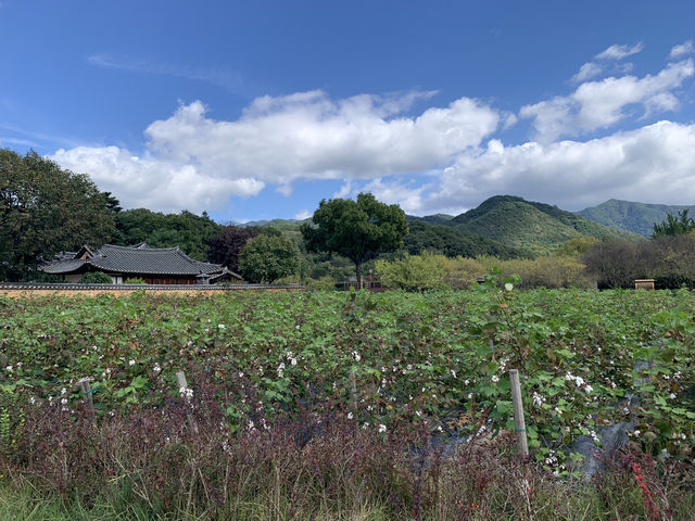 "전통의 숨결을 느끼다: 남편 문씨 본리세거지"