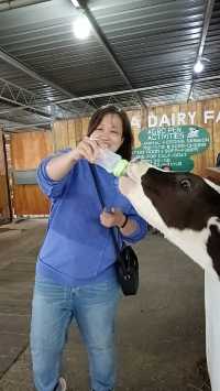 Desa Dairy Farm, Kundasang