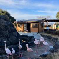 九州自然動物園：放養式的野生探險 🦓🌳