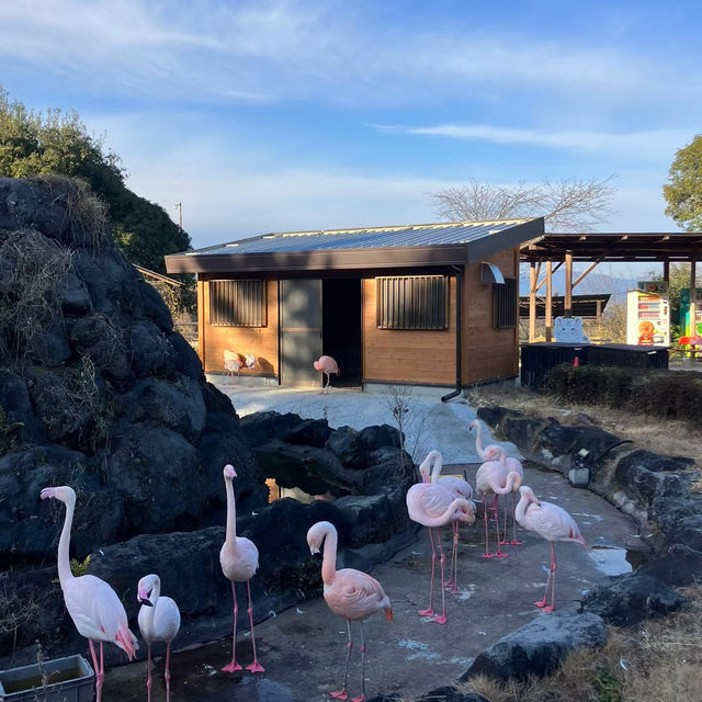 九州自然動物園：放養式的野生探險 🦓🌳