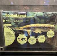 Dive Into Adventure at Aquaria KLCC: An Underwater Journey in the Heart of Kuala Lumpur