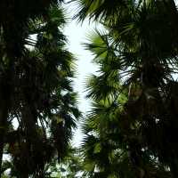 ไปเที่ยวอุโมงค์ต้นตาลที่ จ. เพชรบุรีกัน 🌴🌴