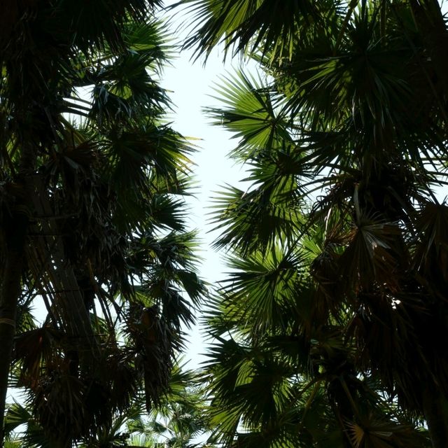 ไปเที่ยวอุโมงค์ต้นตาลที่ จ. เพชรบุรีกัน 🌴🌴