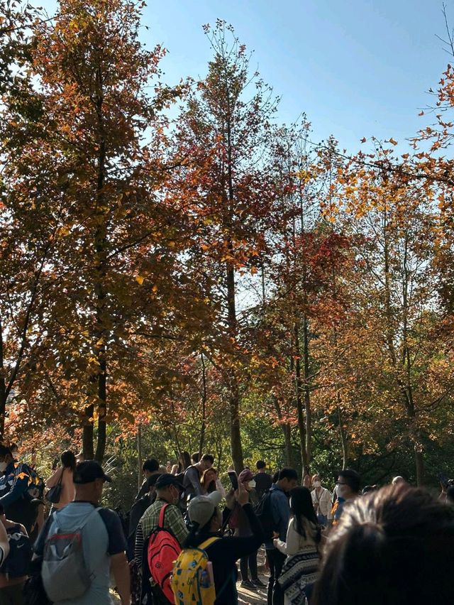 【香港大棠】紅葉季節，多個打卡點