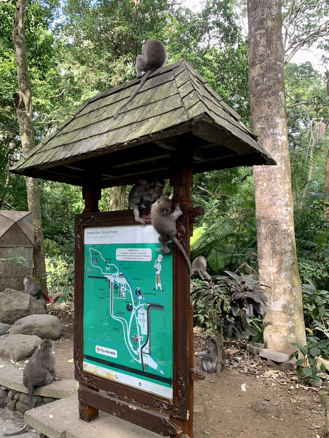 A Morning Adventure with Playful Monkeys in Ubud’s Sacred Monkey Forest