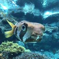 沖繩美麗海水族館