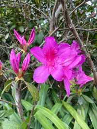 「嘉道理農場植物園春季賞杜鵑花，與大自然親密接觸」