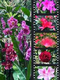 「嘉道理農場植物園春季賞杜鵑花，與大自然親密接觸」