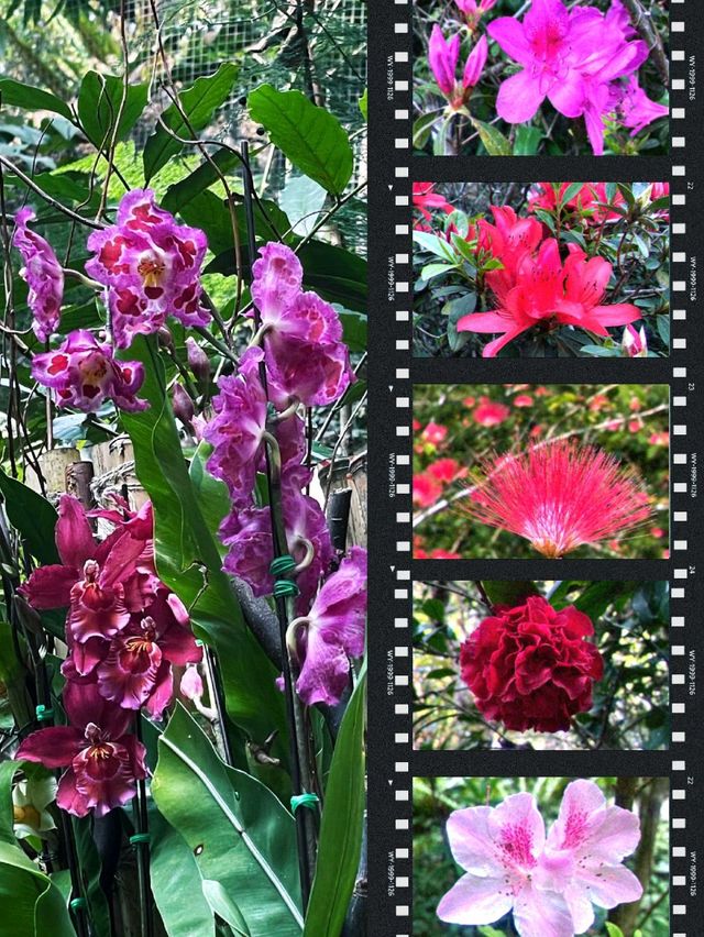 「嘉道理農場植物園春季賞杜鵑花，與大自然親密接觸」