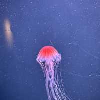 可能係世一嘅水族館⋯⋯四國