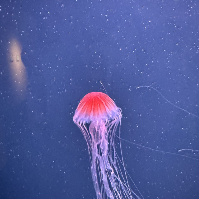 可能係世一嘅水族館⋯⋯四國