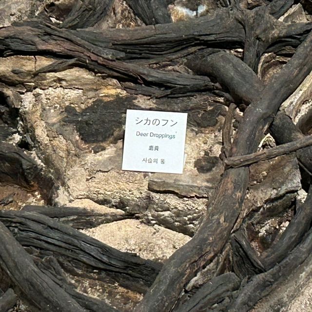 仙台景點｜全世界唯一可見冰河時期森林遺蹟博物館—地底之森博物館(仙台市富澤遺跡保存館)