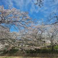 ไปดูซากุระ motoarakawa , saitama