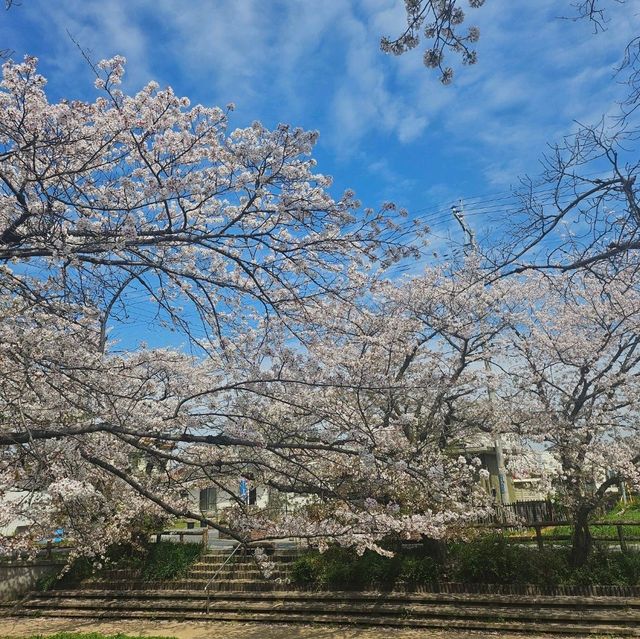 ไปดูซากุระ motoarakawa , saitama