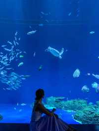 【沖縄】豊見城市 デジタルと魚たちの融合が幻想的な水族館