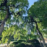 【京都府立植物園】100周年を迎えた京都の四季を一番感じる場所