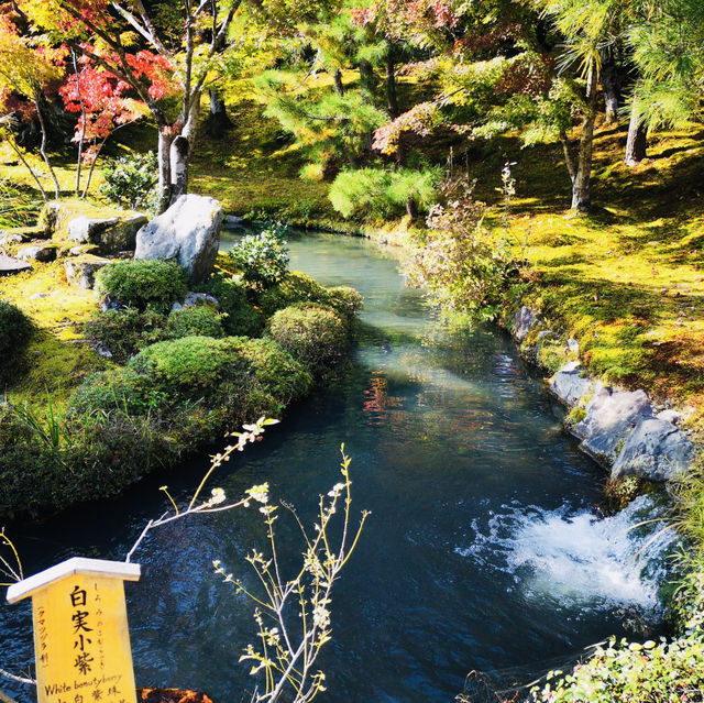 Autumn Bliss: Exploring Tenryuji’s Stunning Fall Colors!