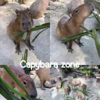เที่ยวเกาะรีเมอร์ให้อาหารคาปิปาราที่ เขาเขียว