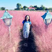Pink Paradise: Pyeongtaek’s Autumn Gem