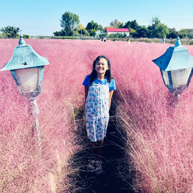 Pink Paradise: Pyeongtaek’s Autumn Gem