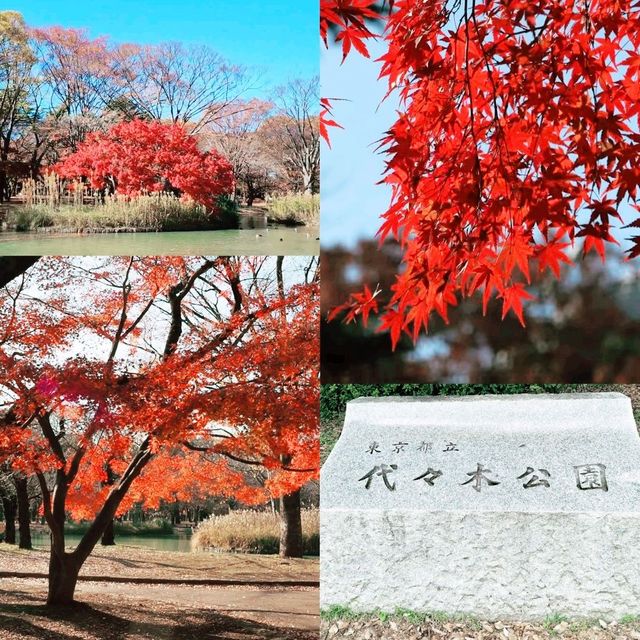 東京賞楓之行