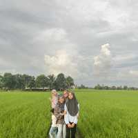 YELLOWISH PADDY FIELS SEKINCHAN 2024