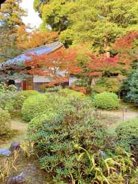 京都観光🥰🩷随心院🩷魅惑の和傘の光の祭典⛱️✨