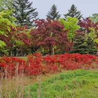 Romance & Scenic Charm: My Magical Day at Nami Island!