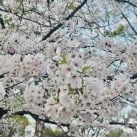 벚꽃 맛집 [이노카시라 공원]🌸