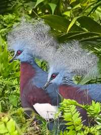 A beautiful visit to bird paradise singapore 🦢 