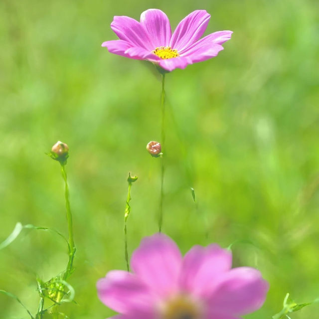 大任花公園，欣賞360度花環