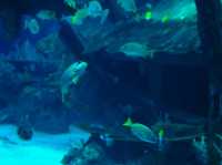 Mind blowing experience in S.E.A. Aquarium 