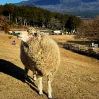 Magical Fun Day at Makaino Farm!