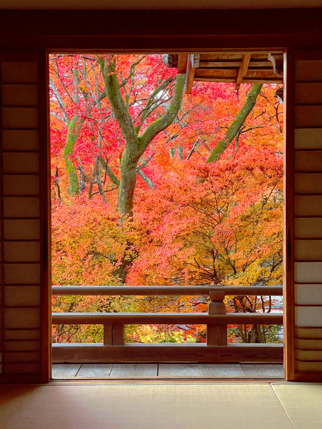 京都紅葉🍁嵯峨野の紅葉の名所🍁宝筐院🥰