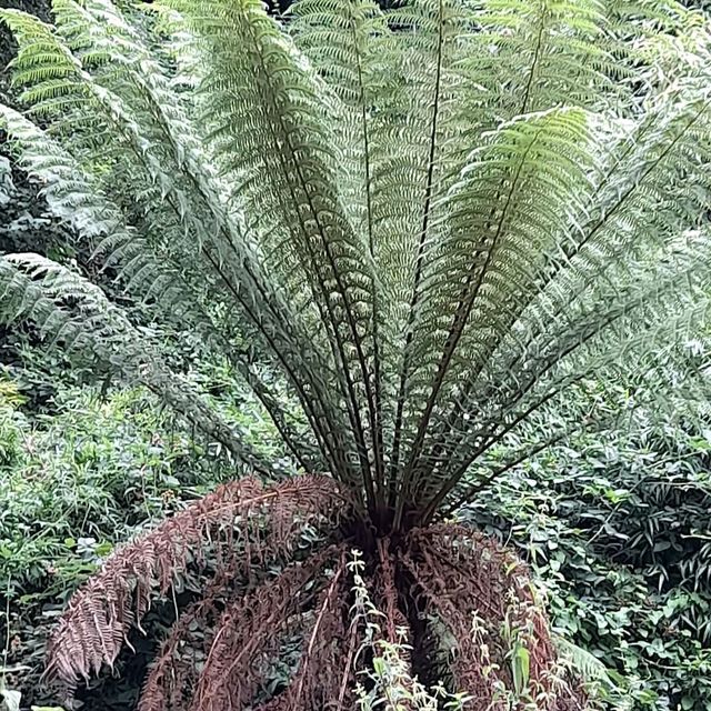 Boscombe Chine Gardens