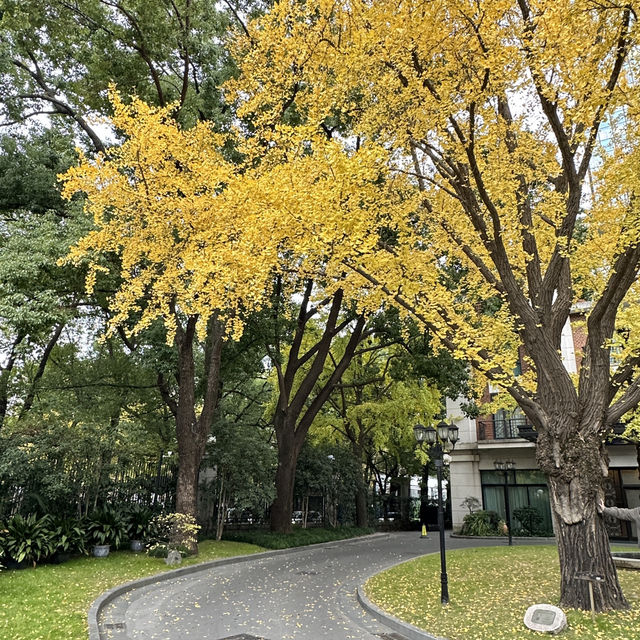 🍁上海紅葉🍁
