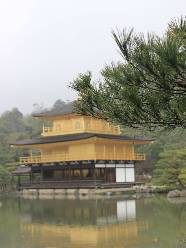 Golden Radiance in the Rain: Kinkaku-ji’s Timeless Beauty