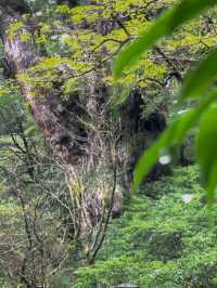  【屋久島】一生に一度は訪れたい！神秘の自然と感動の旅