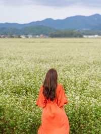 【福井県/あわら市】白い花が可愛いお花畑！