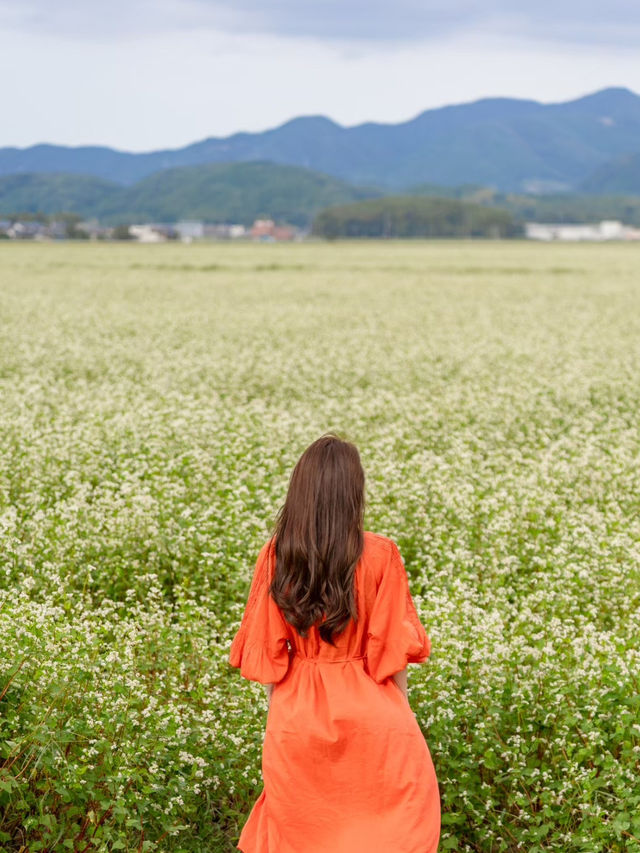 【福井県/あわら市】白い花が可愛いお花畑！