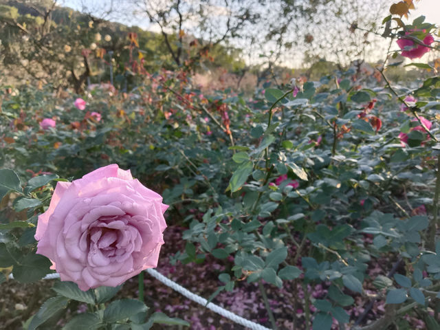 台北旅行　士林官邸公園
