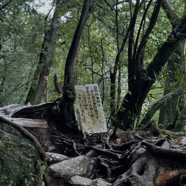 Walking Into the Mystical Forests of Yakushima !