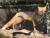 Close Encounters at Caversham Wildlife Park: Kangaroos, Koalas, Wombats and More