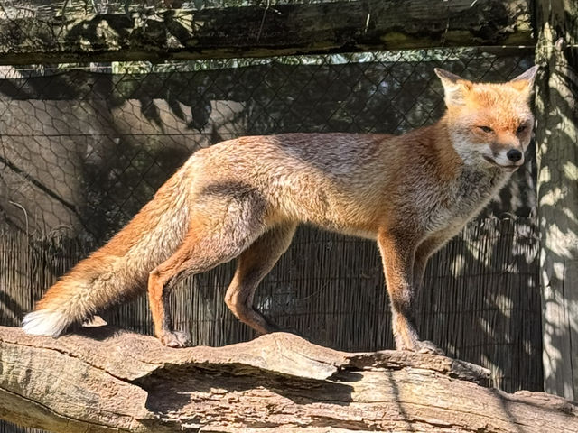 Close Encounters at Caversham Wildlife Park: Kangaroos, Koalas, Wombats and More