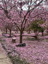 A Sea of Purple in China — Tabebuia impetiginosa
