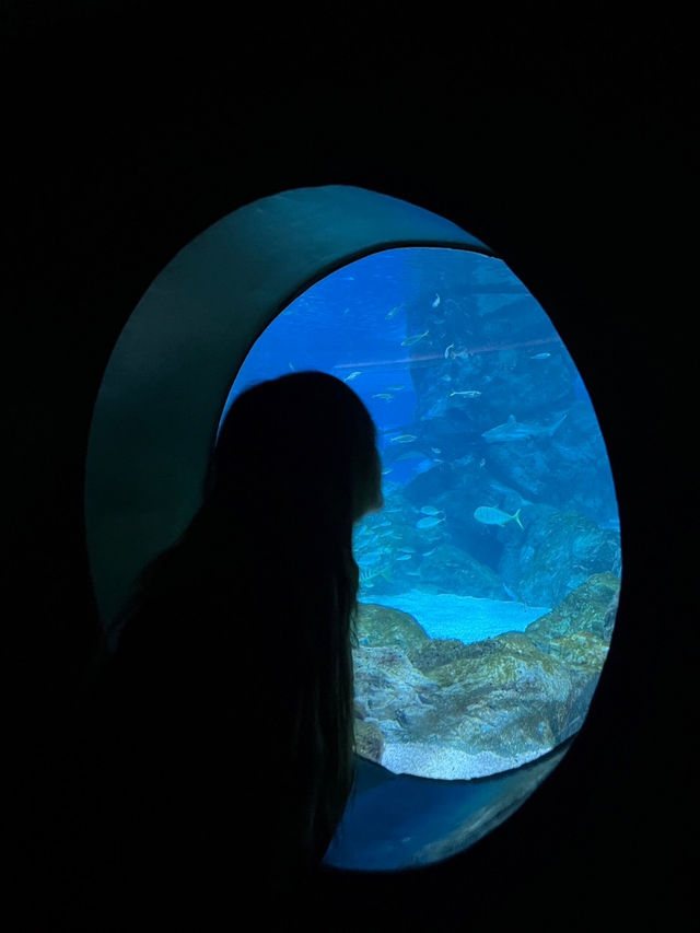 🇰🇷 Coex Aquarium, Seoul 🪼🐠🫧