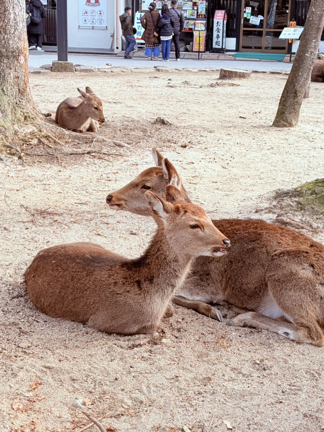 朱紅大鳥居